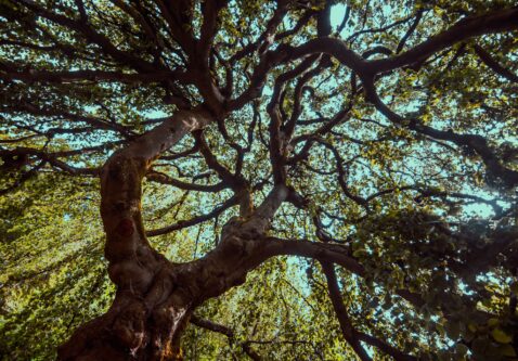 5 Signs Your Tree Is in Trouble (And What to Do About It)