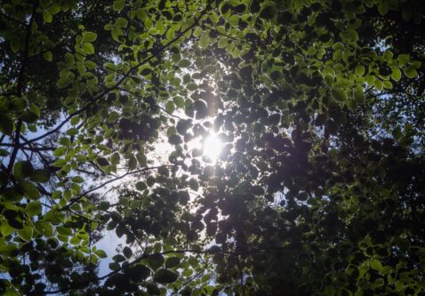 How to Care for Your Trees in the Intense Summer Heat