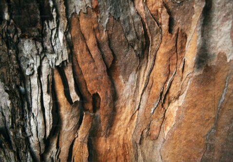 When Should You Call a Certified Arborist?