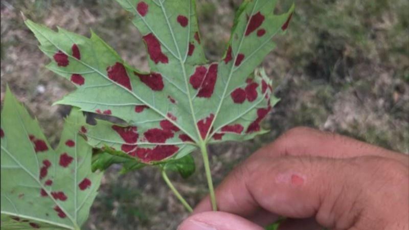 A person holds a green leaf with distinct red spots, indicating a potential fungal infection or disease affecting the plant.
