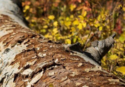 What’s That on My Tree?