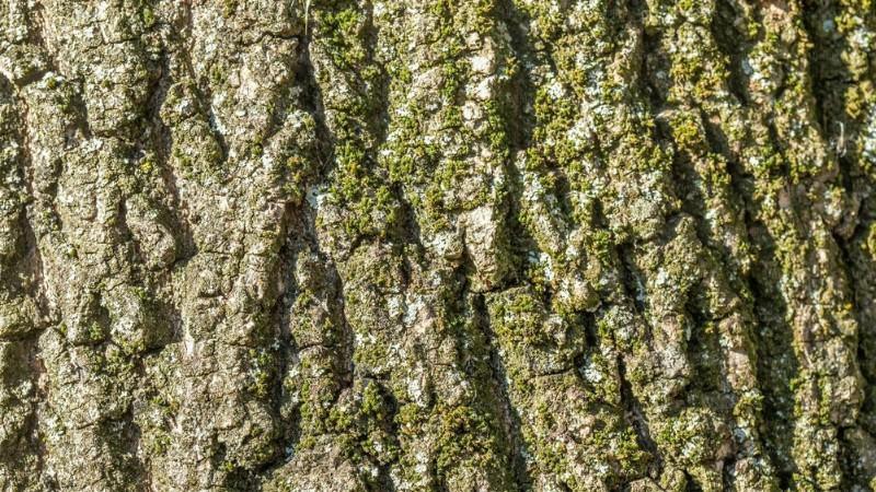 Close-up of textured tree bark, featuring deep grooves and patches of green moss and lichen, showcasing natural weathering.