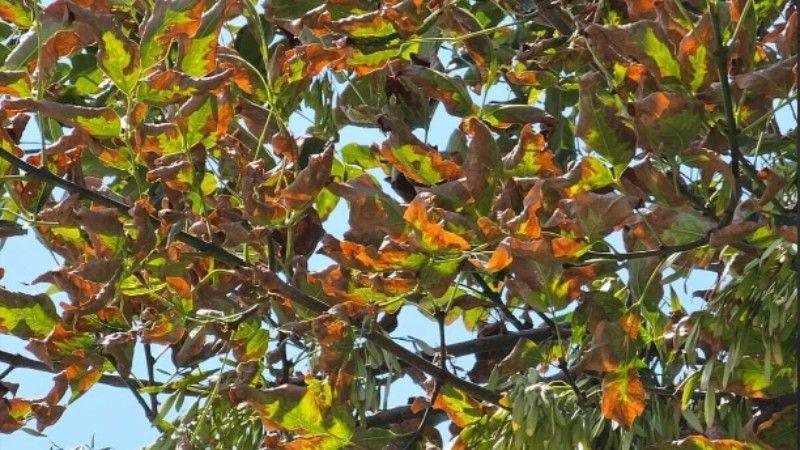 A close-up view of a tree's branches filled with green and orange leaves, showcasing signs of seasonal change under a clear blue sky.