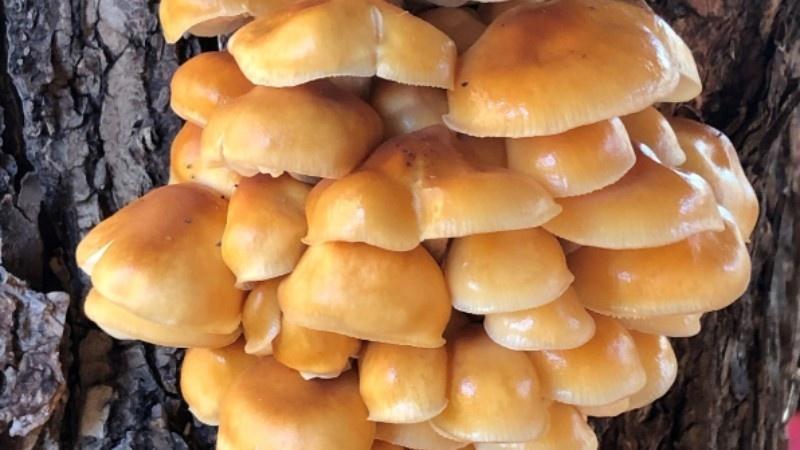 Cluster of bright orange mushrooms growing on a textured tree trunk, showcasing a range of sizes and rounded caps.