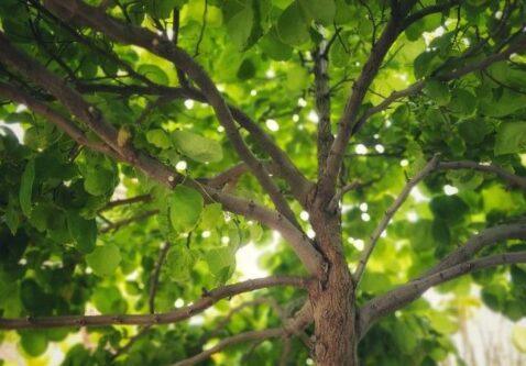 The Best Trees to Plant in Western Canada for Shade, Privacy, and Beauty