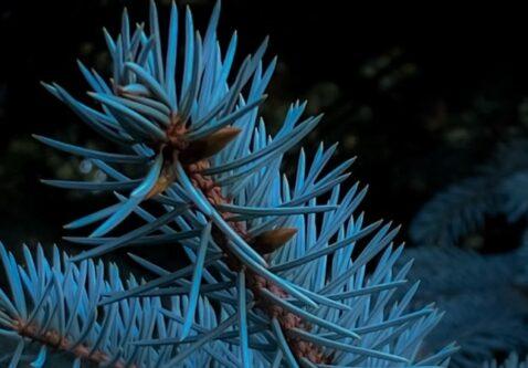 Why Are My Spruce Trees Turning Brown? 12 Common Issues