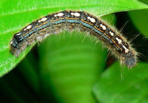 Forest Tent Caterpillars Are Back (Here’s How to Protect Your Trees and Shrubs)