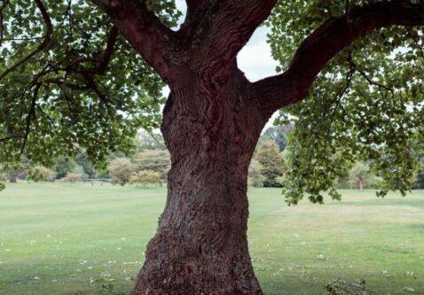 Most Common Reasons Trees Die (And How You Can Keep Yours Thriving)