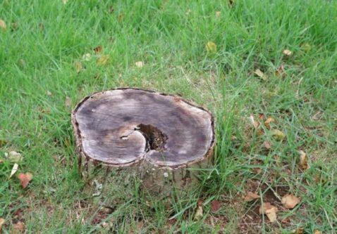 Ask Our Arborists FAQs about Stump Grinding & Removal in Regina