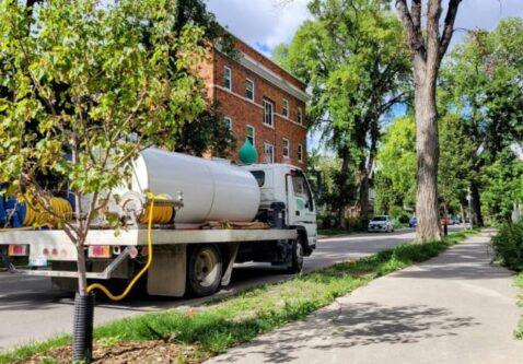 The Right (and Wrong) Way to Water Trees During a Calgary Heatwave