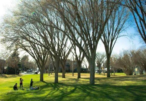 The Impact of Strategic Tree Planting on Urban Heat Reduction