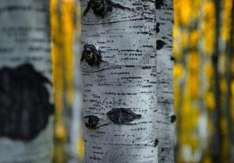 Why Are My Swedish Aspens Dying from the Top Down?