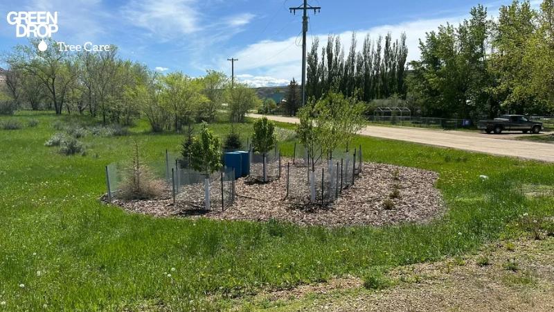 Green Drop new plantations with a fence 