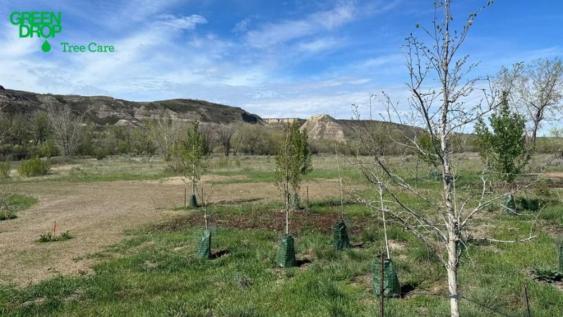 Strategic tree planting in Drumheller by Green Drop