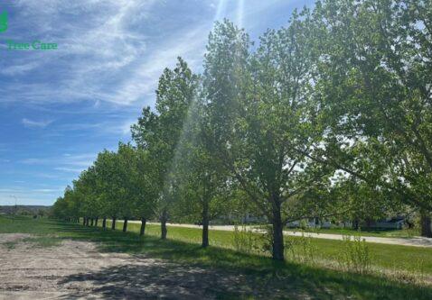 Urban Forestry in Drumheller: Cultivating Green Horizons with Green Drop