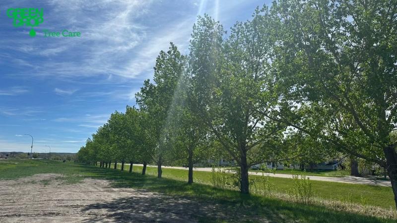 Urban forestry in Drumheller