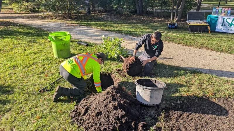 Two arborists planting a young tree in a park during a community tree planting event.