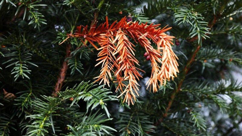 A close-up of orange-brown spruce needles indicating drought or environmental stress on a conifer.