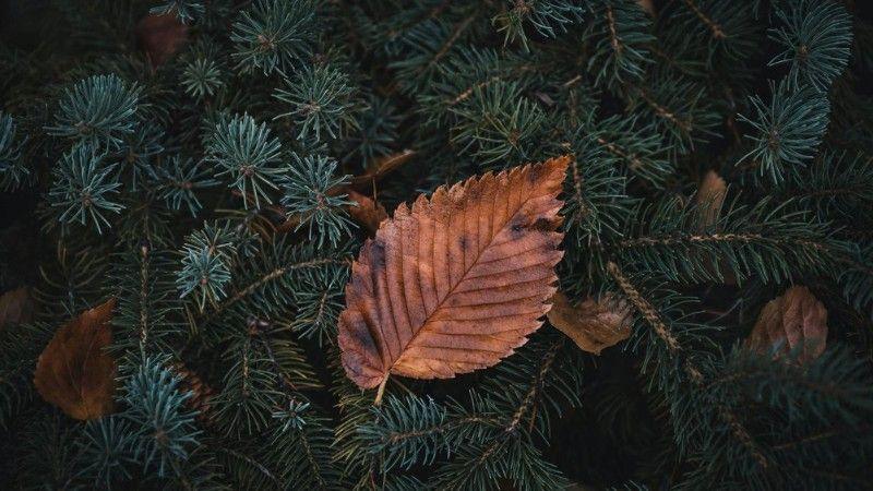A single brown leaf resting on dark green spruce needles, showing early signs of seasonal stress.