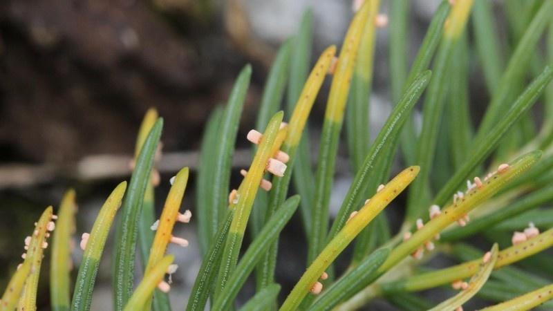 Yellowing spruce needles with small fungal growths, an early sign of rust disease infection.