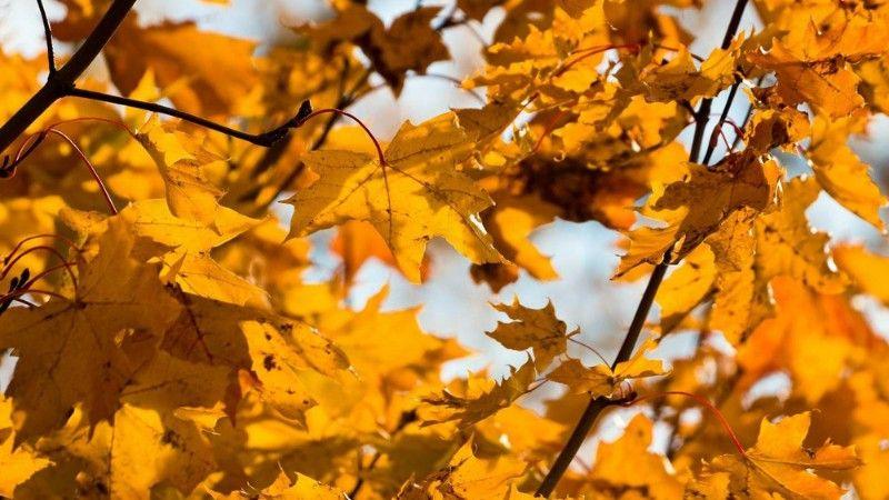Yellow maple leaves in summer, an early sign of iron chlorosis in Prairie trees.