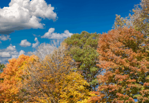 Late Fall Tree Planting – Can You Still Plant Before the Ground Freezes?