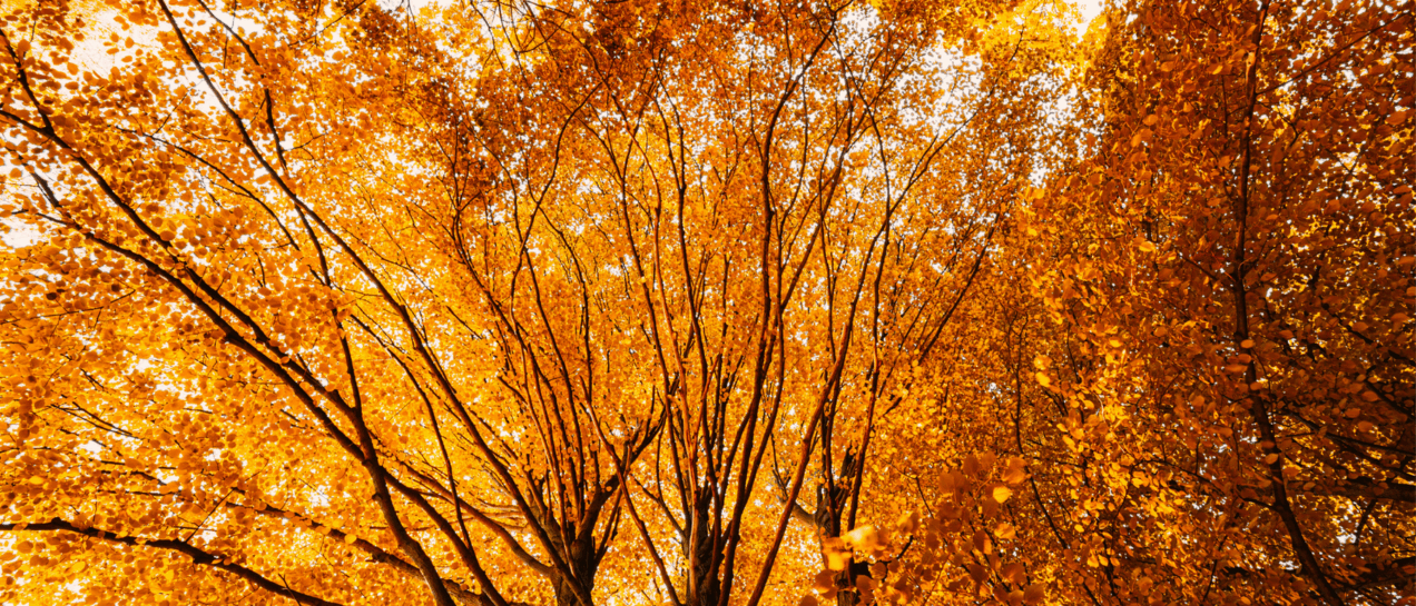 Fall Pruning – Year Round Tree Care in Western Canada