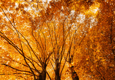 Fall Pruning – Year Round Tree Care in Western Canada