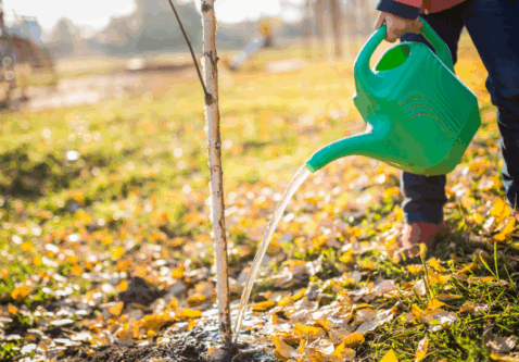 Fall Watering Tips – How Much Moisture Do Your Trees Really Need?