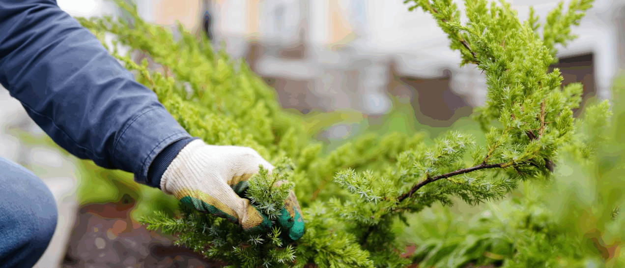 Why Mulching in Fall Can Save Your Trees Next Spring