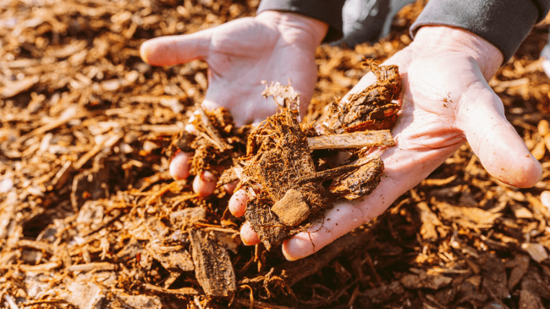 Organic mulch consists of wood chips, shredded bark or compost