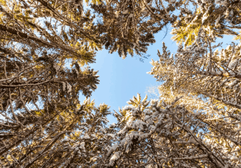 How to Identify Winter Burn on Evergreens