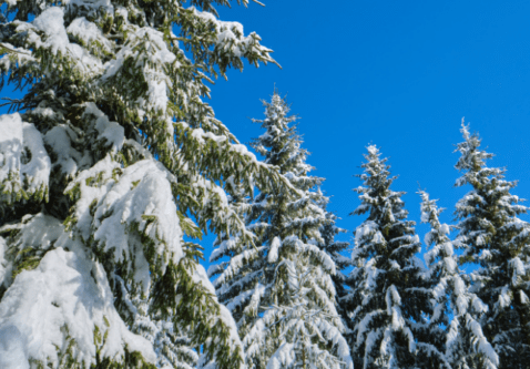 Evergreen Trees in Winter