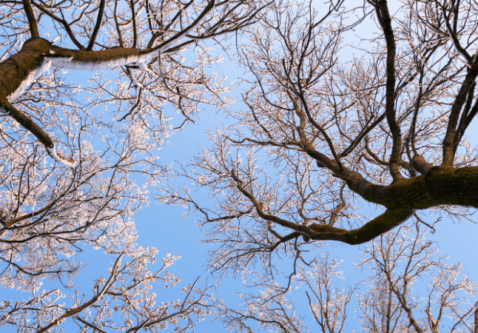 Winter Tree Indentification