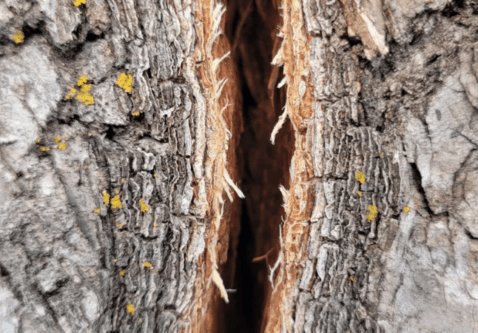 Understanding and Preventing Frost Cracks in Your Trees
