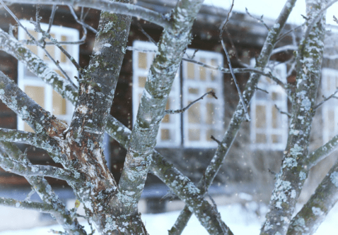 Winter Tree Projects: Planning for Spring Success