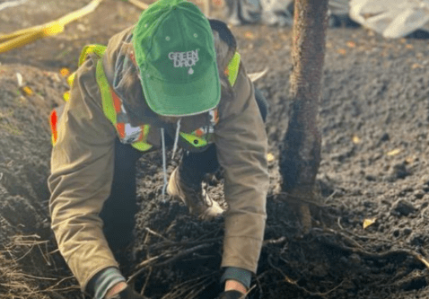 Have an Expert Help Plant Your Tree
