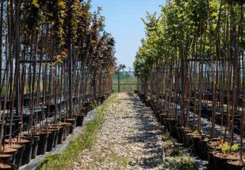 How to Choose the Right Nursery Stock for Prairie Conditions