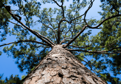 Top 10 Tree Species That Thrive in the Prairies
