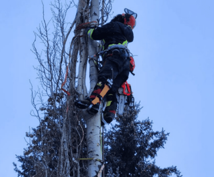 arborists