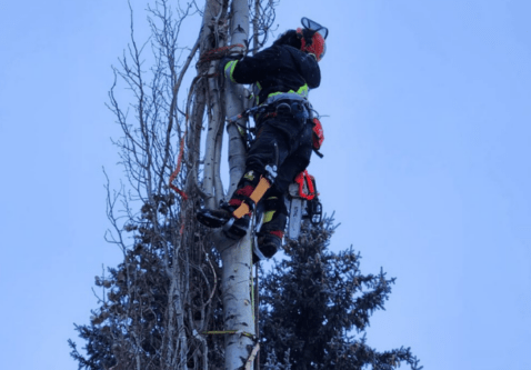 Benefits of Working with Certified Arborists & TRAQ Assessors