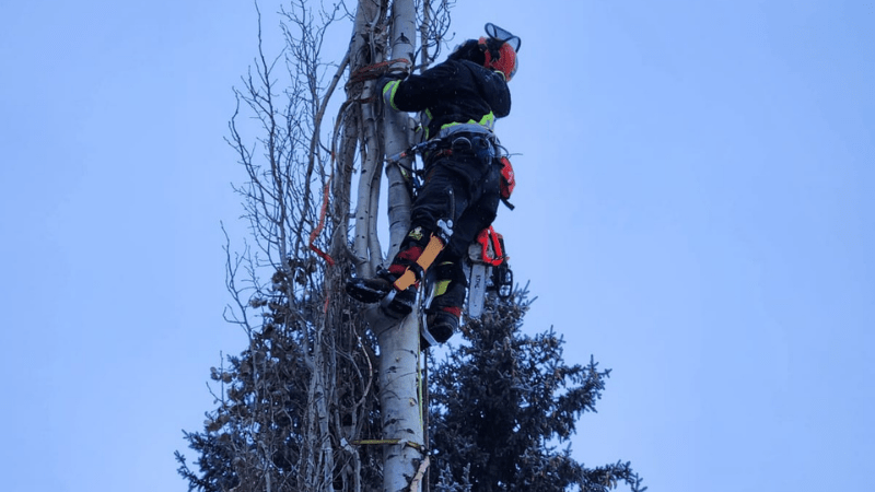 Benefits of Working with Certified Arborists & TRAQ Assessors