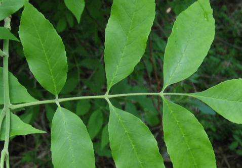 Emerald Ash Borer – Invasive Species in Winnipeg