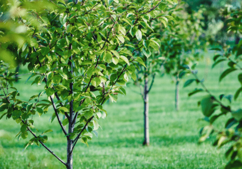 Establishing Young Trees on the Prairies