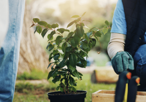 The Most Common Tree Planting Mistakes