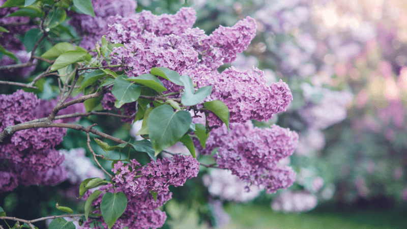 Lilac trees blooming in spring