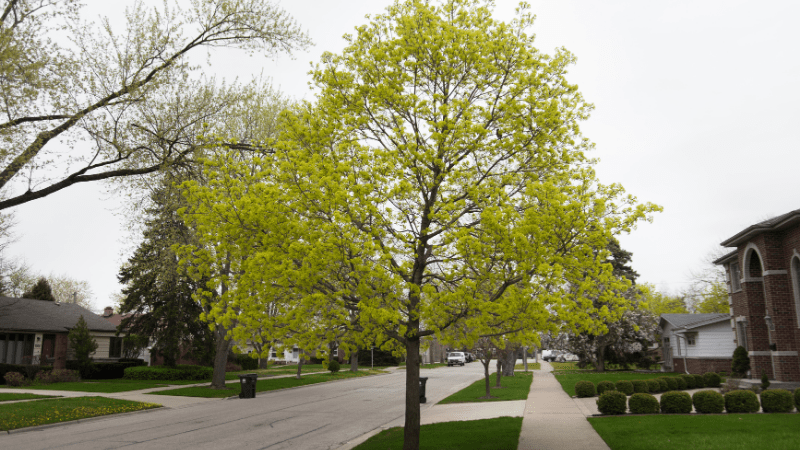 Neighborhood Trees in Spring