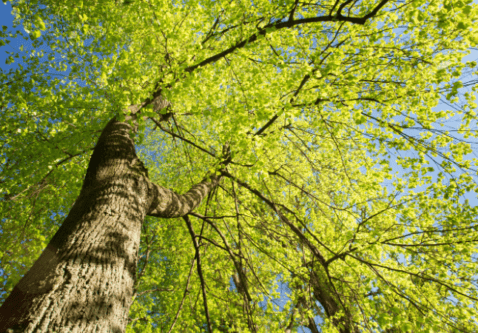 Tree Health Care 101