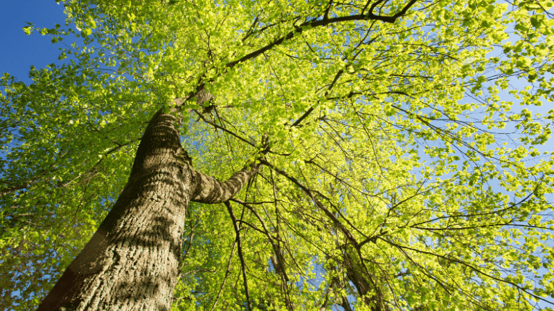 Tree Health Care 101