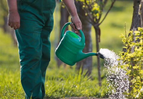 Why Proper Watering Makes or Breaks a Newly Planted Tree